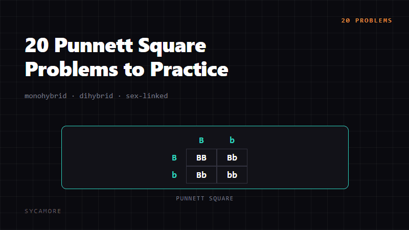 20 Punnett Square Problems to Practice On (With Step-by-Step Solutions)