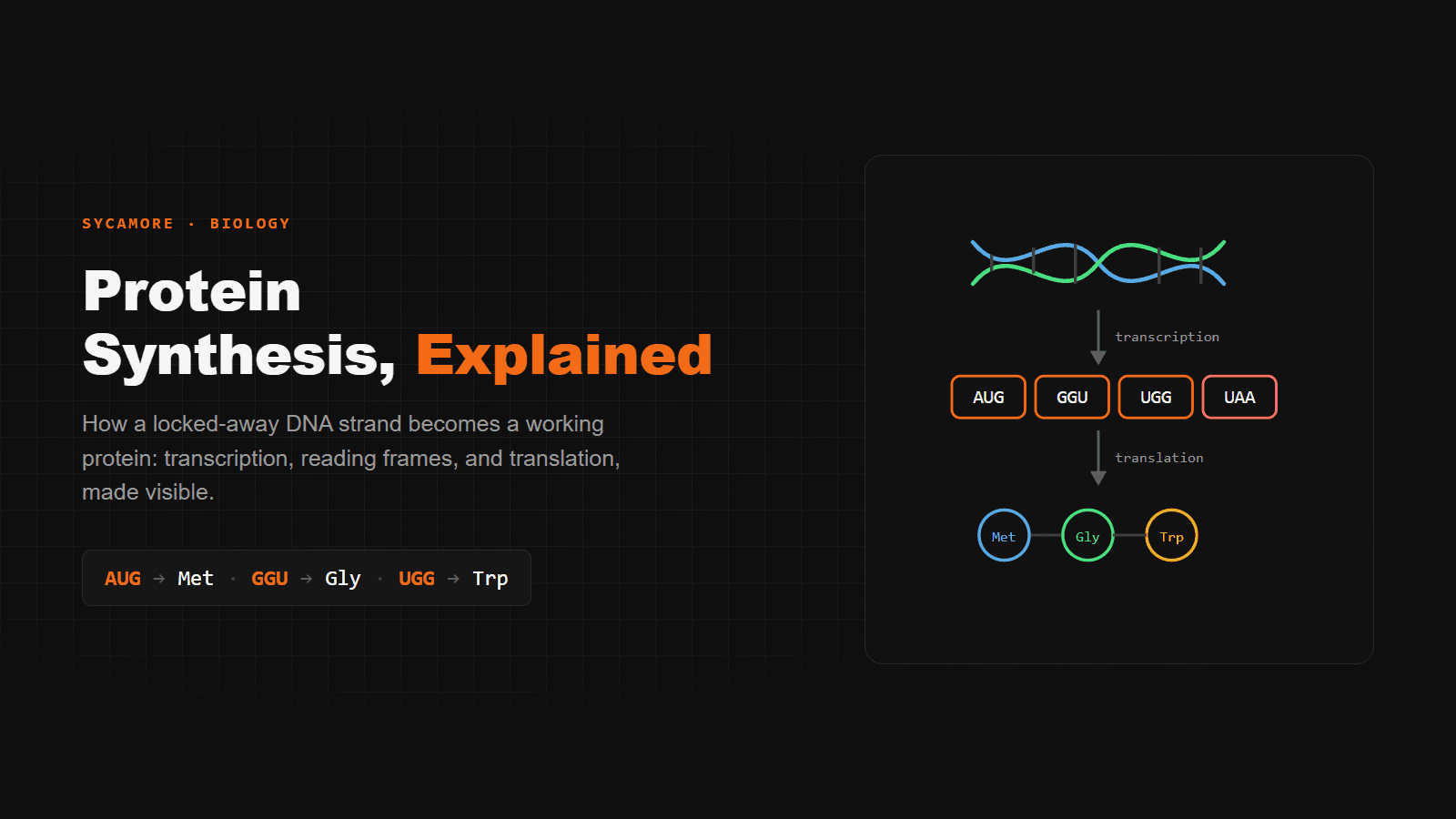 Protein Synthesis Explained: DNA Transcription & Translation